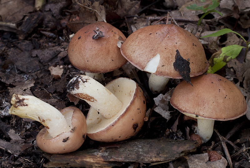 Suillus granulatus